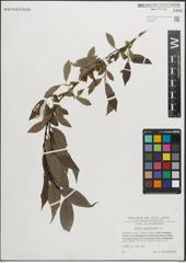 Foto von Salix pentandra L.